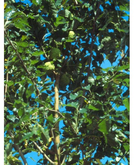 Maclura pomifera -Oranger des Osages, Bois d'arc