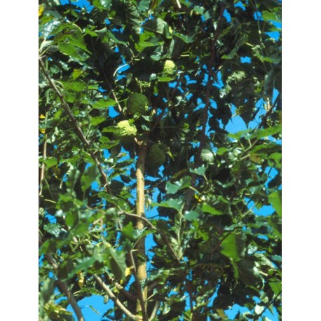 Maclura pomifera -Oranger des Osages, Bois d'arc