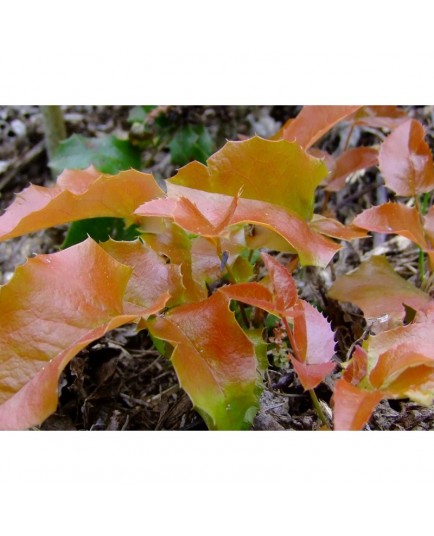 Mahonia aquifolium 'Orange Flame'