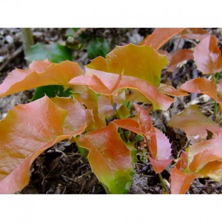 Mahonia aquifolium 'Orange Flame'