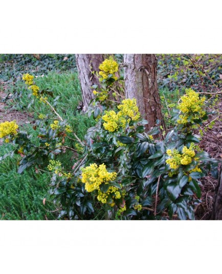 Mahonia aquifolium - Mahonia à feuille de houx