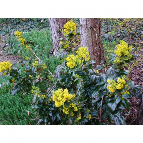 Mahonia aquifolium - Mahonia à feuille de houx