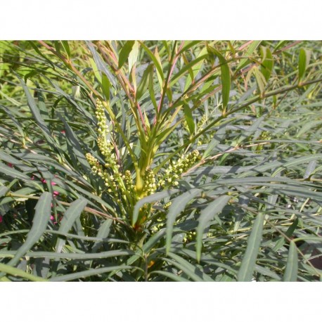 Mahonia eurybracteata 'Soft Caress'