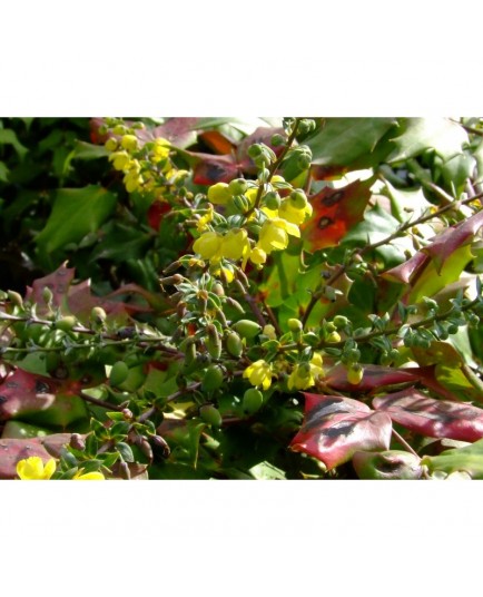 Mahonia japonica 'Bealei Group'