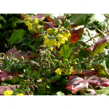 Mahonia japonica 'Bealei Group'
