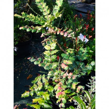 Mahonia japonica 'Hivernant'