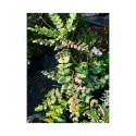 Mahonia japonica 'Hivernant'