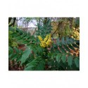 Mahonia media x 'Charity'