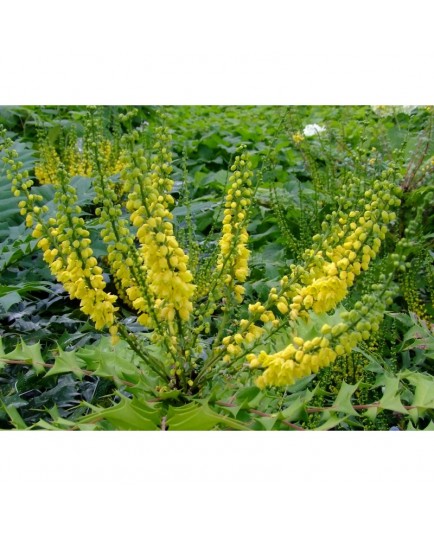 Mahonia media x 'Charity'