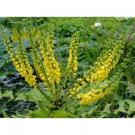 Mahonia media x 'Charity'