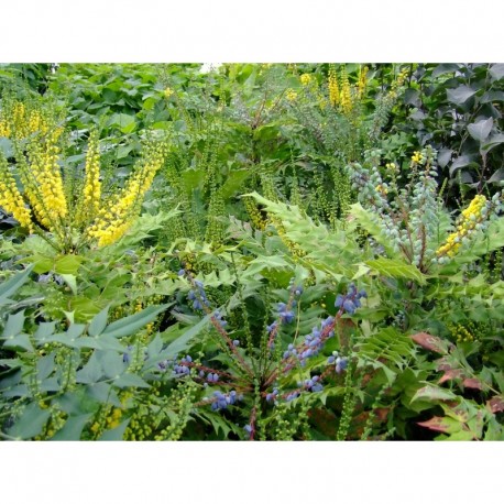 Mahonia media x 'Winter Sun'