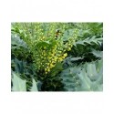 Mahonia media x 'Winter Sun'