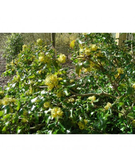 Mahonia wagneri x 'Undulata'