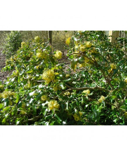 Mahonia wagneri x 'Undulata'