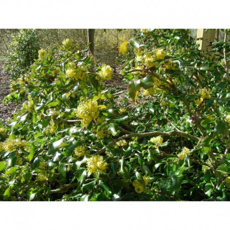 Mahonia wagneri x 'Undulata'