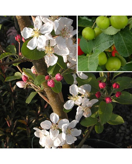 Malus 'Everest'® - pommiers d'ornement, pommier fleurs