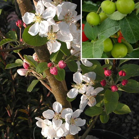 Malus 'Everest'® - pommiers d'ornement, pommier fleurs