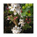 Malus 'Everest'® - pommiers d'ornement, pommier fleurs