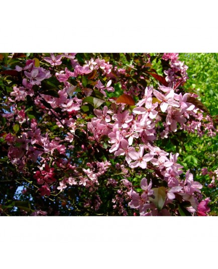 Malus moerlandsii x 'Liset' - pommier d'ornement, pommier fleur