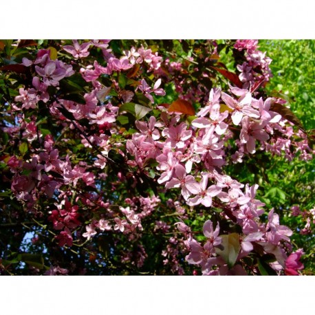 Malus moerlandsii x 'Liset' - pommier d'ornement, pommier fleur