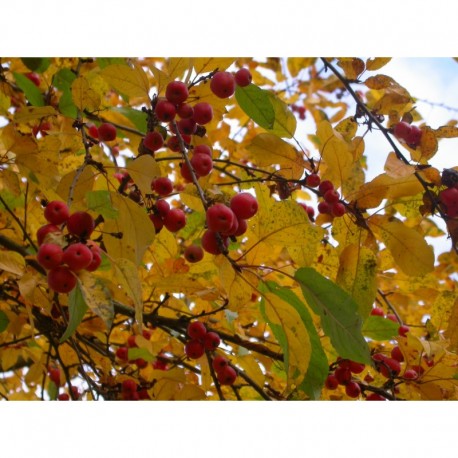 Malus robusta x 'Red Sentinel' - pommier fleurs, pommier d'ornement
