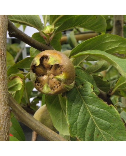 Mespilus germanica - néfliers communs,