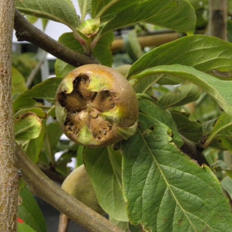 Mespilus germanica - néfliers communs,