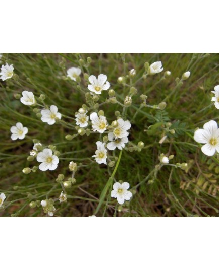 Minuartia capillacea - Minuartie à feuilles de lin