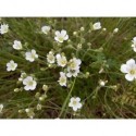 Minuartia capillacea - Minuartie à feuilles de lin