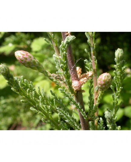 Myricaria germanica - tamaris d'Allemagne, myricaire d'Allemagne