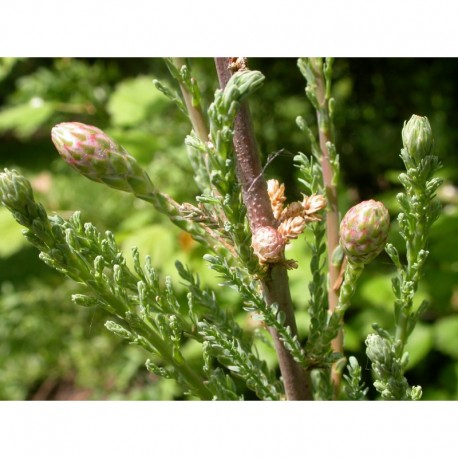 Myricaria germanica - tamaris d'Allemagne, myricaire d'Allemagne