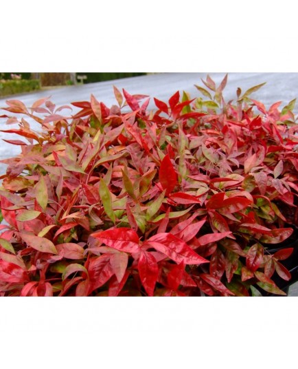 Nandina domestica 'Blush Pink'® - Bambou sacré