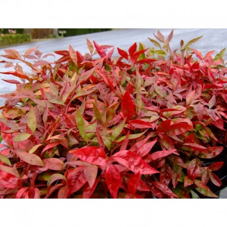 Nandina domestica 'Blush Pink'® - Bambou sacré