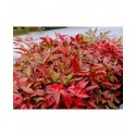 Nandina domestica 'Blush Pink'® - Bambou sacré