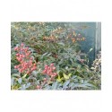 Nandina domestica 'Firepower' - Bambou Sacré