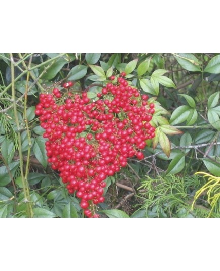 Nandina domestica 'Richmond' - Bambou Sacré