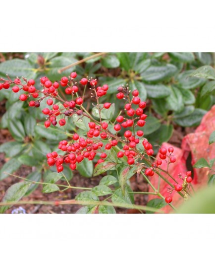 Nandina domestica - Bambou Sacré