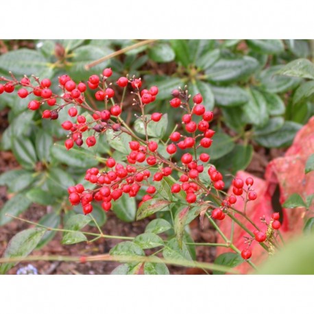 Nandina domestica - Bambou Sacré