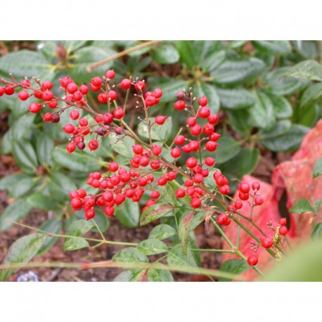 Nandina domestica - Bambou Sacré