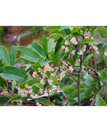 Osmanthus armatus - Osmanthe