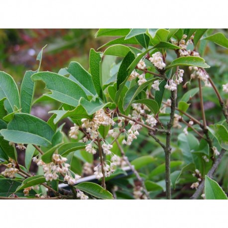 Osmanthus armatus - Osmanthe