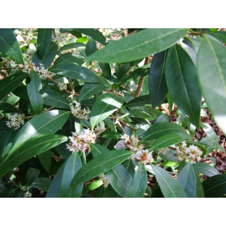 Osmanthus decorus - Osmanthe