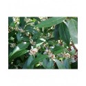 Osmanthus decorus - Osmanthe