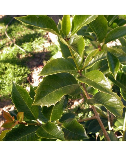 Osmanthus fortunei x - Osmanthe