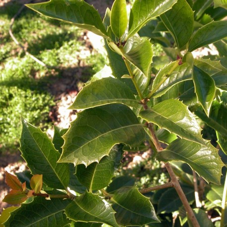 Osmanthus fortunei x - Osmanthe