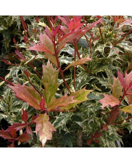 Osmanthus heterophyllus 'Goshiki' - Osmanthe panaché