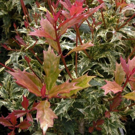 Osmanthus heterophyllus 'Goshiki' - Osmanthe panaché