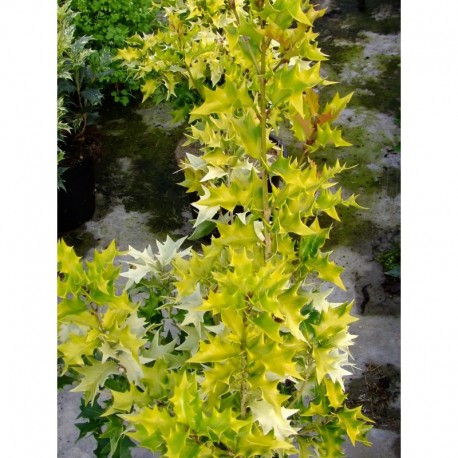 Osmanthus heterophyllus 'Ogon' 