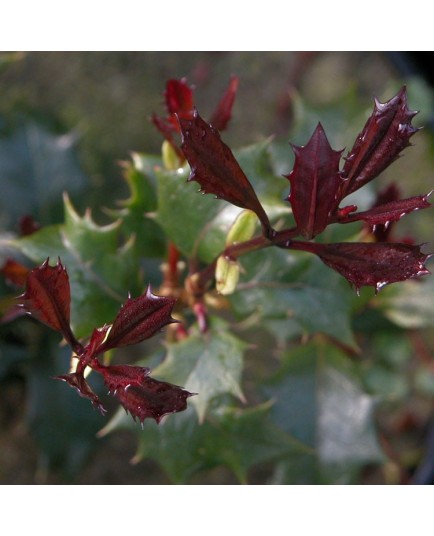 Osmanthus heterophyllus 'Purpureus' - Osmanthe à feuille pourpre