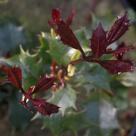 Osmanthus heterophyllus 'Purpureus' - Osmanthe à feuille pourpre